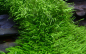 Preview: Utricularia graminifolia - Grasblättriger Wasserschlauch 1-2-Grow!